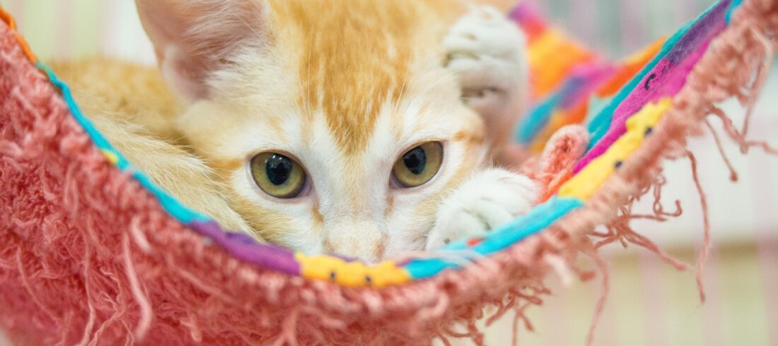 cat waiting to be adopted at a shelter