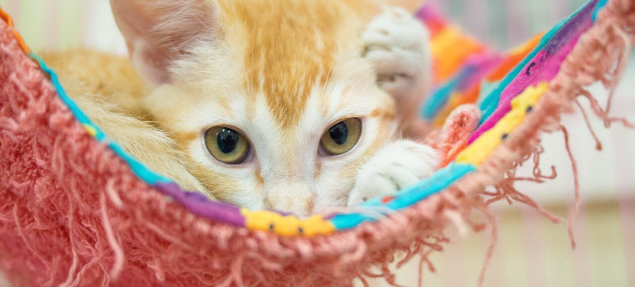 cat waiting to be adopted at a shelter