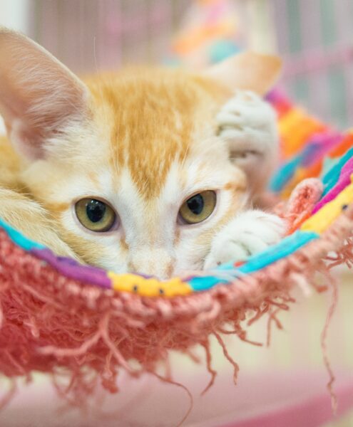 cat waiting to be adopted at a shelter