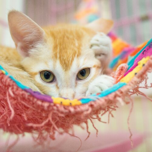 cat waiting to be adopted at a shelter