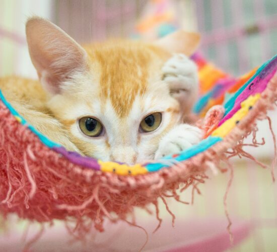 cat waiting to be adopted at a shelter