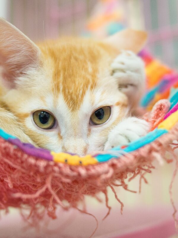 cat waiting to be adopted at a shelter