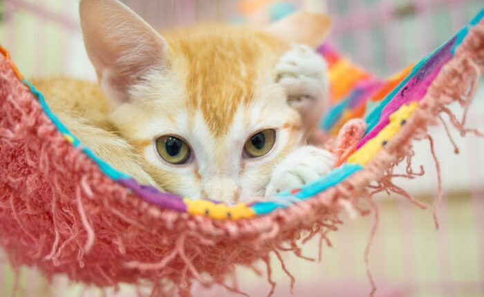 cat waiting to be adopted at a shelter