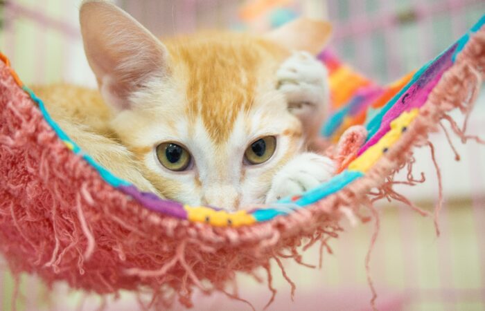 cat waiting to be adopted at a shelter