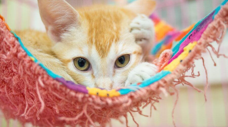 cat waiting to be adopted at a shelter