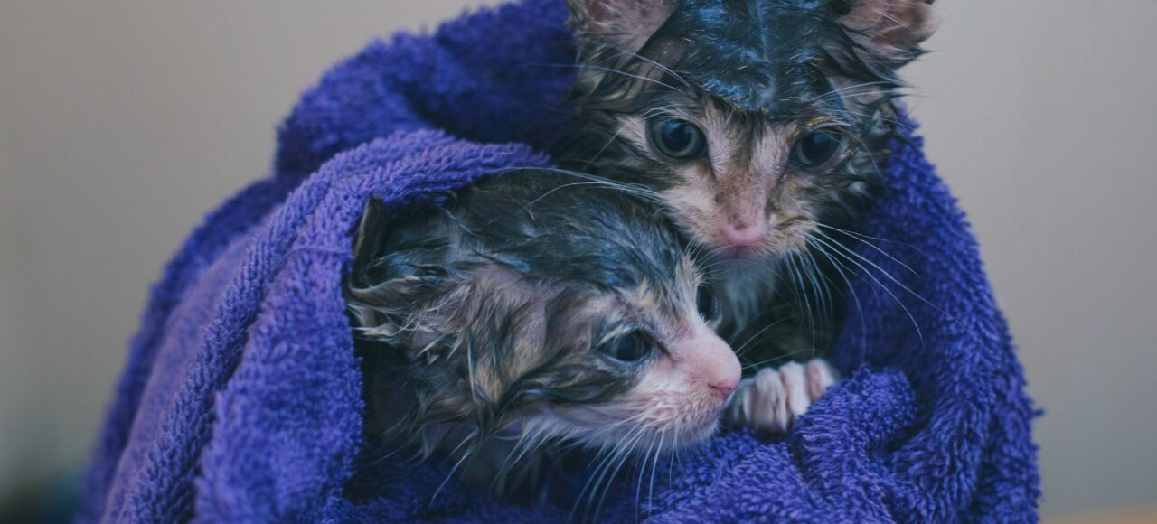 kittens fresh out of a bath