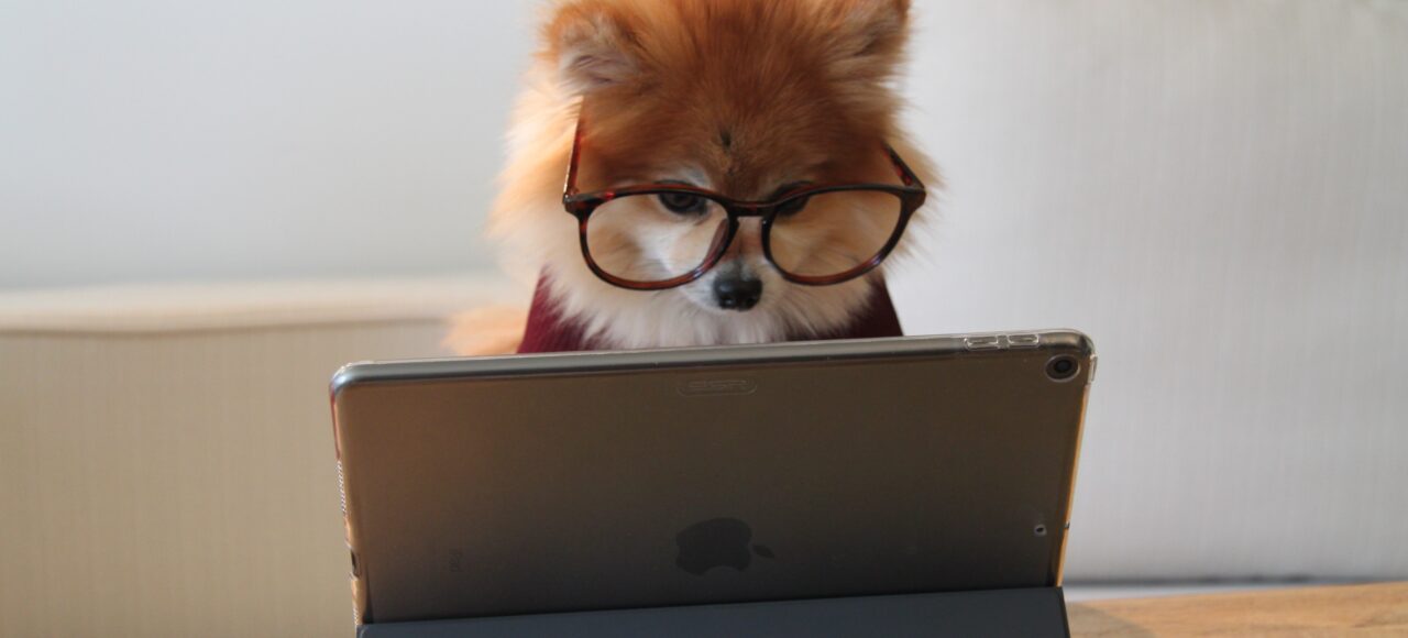 Dog wearing glasses sitting in front of laptop